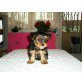 Yorkshire Terrier Welpen - Hündin