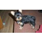 Yorkshire Terrier Welpen - Hündin