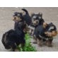 Yorkshire Terrier Welpen - Hündin