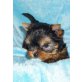 Yorkshire Terrier Welpen - Hündin