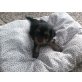 Yorkshire Terrier Welpen - Hündin