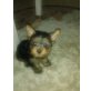 Yorkshire Terrier Welpen - Hündin
