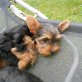Yorkshire Terrier Welpen - Hündin