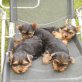 Yorkshire Terrier Welpen - Hündin