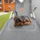 Yorkshire Terrier Welpen - Hündin