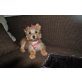 Yorkshire Terrier Welpen - Hündin