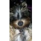 Yorkshire Terrier Welpen - Hündin