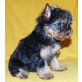 Yorkshire Terrier Welpen - Hündin
