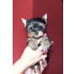 Yorkshire Terrier Welpen - Hündin