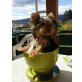 Yorkshire Terrier Welpen - Hündin
