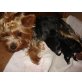 Yorkshire Terrier Welpen - Hündin