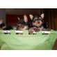 Yorkshire Terrier Welpen - Hündin