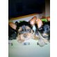 Yorkshire Terrier Welpen - Hündin