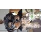Yorkshire Terrier Welpen - Hündin