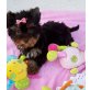 Yorkshire Terrier Welpen - Hündin