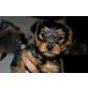 Yorkshire Terrier Welpen - Hündin