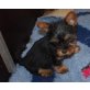 Yorkshire Terrier Welpen - Hündin