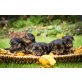Yorkshire Terrier Welpen - Hündin
