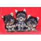 Yorkshire Terrier Welpen - Hündin