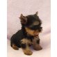 Yorkshire Terrier Welpen - Hündin
