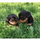 Yorkshire Terrier Welpen - Hündin