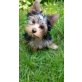 Yorkshire Terrier Welpen - Hündin