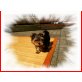 Yorkshire Terrier Welpen - Hündin