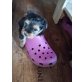 Yorkshire Terrier Welpen - Hündin