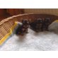 Yorkshire Terrier Welpen - Hündin