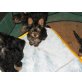 Yorkshire Terrier Welpen - Hündin
