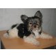 ..., Yorkshire Terrier Welpen - Hündin