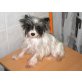 ---, Yorkshire Terrier Welpen - Hündin
