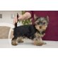 Yorkshire Terrier Welpen - Hündin