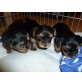 Yorkshire Terrier Welpen - Hündin