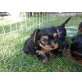 Yorkshire Terrier Welpen - Hündin