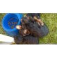 Yorkshire Terrier Welpen - Hündin