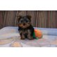 Yorkshire Terrier Welpen - Hündin