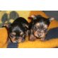 Yorkshire Terrier Welpen - Hündin