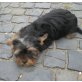 Yorkshire Terrier Welpen - Hündin