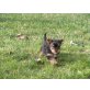 Yorkshire Terrier Welpen - Hündin