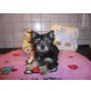 Yorkshire Terrier Welpen - Hündin