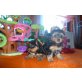 Yorkshire Terrier Welpen - Hündin