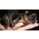 Yorkshire Terrier Welpen - Hündin