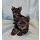 Yorkshire Terrier Welpen - Hündin