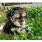 Yorkshire Terrier Welpen - Rüde