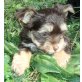 Yorkshire Terrier Welpen - Rüde