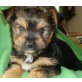 Yorkshire Terrier Welpen - Rüde