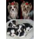 Yorkshire Terrier Welpen - Rüde