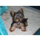 Yorkshire Terrier Welpen - Rüde