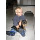 Yorkshire Terrier Welpen - Rüde